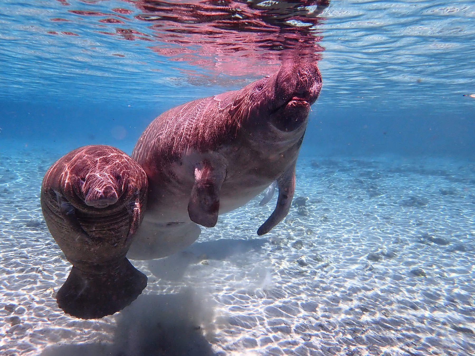 a dog swimming in a body of water